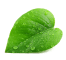 Shape 1